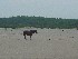 The Assateague Pony